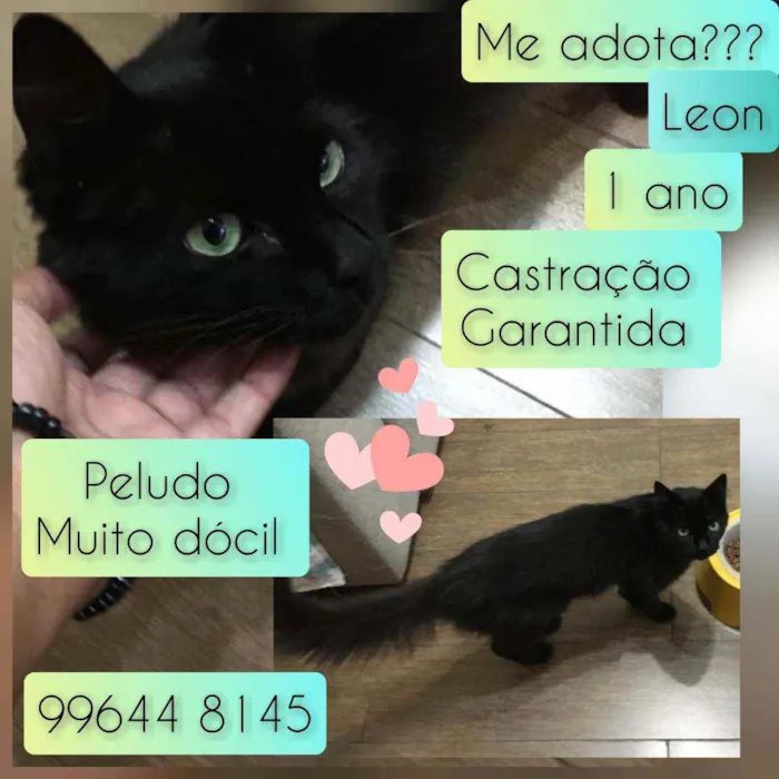 Gato raça SRD idade 1 ano nome Leon