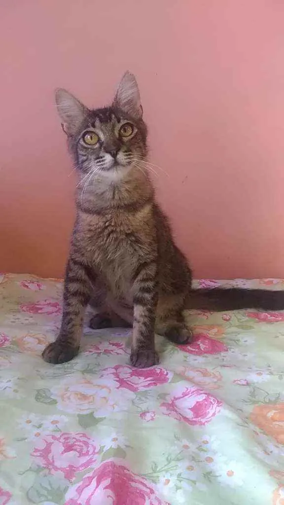 Gato ra a Srd idade 2 a 6 meses nome Ayla