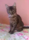 Ayla