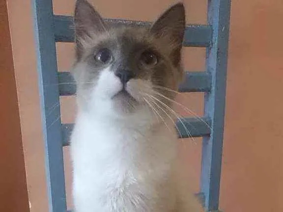 Gato ra a Srd idade 7 a 11 meses nome Jamal