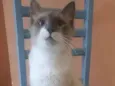 Jamal