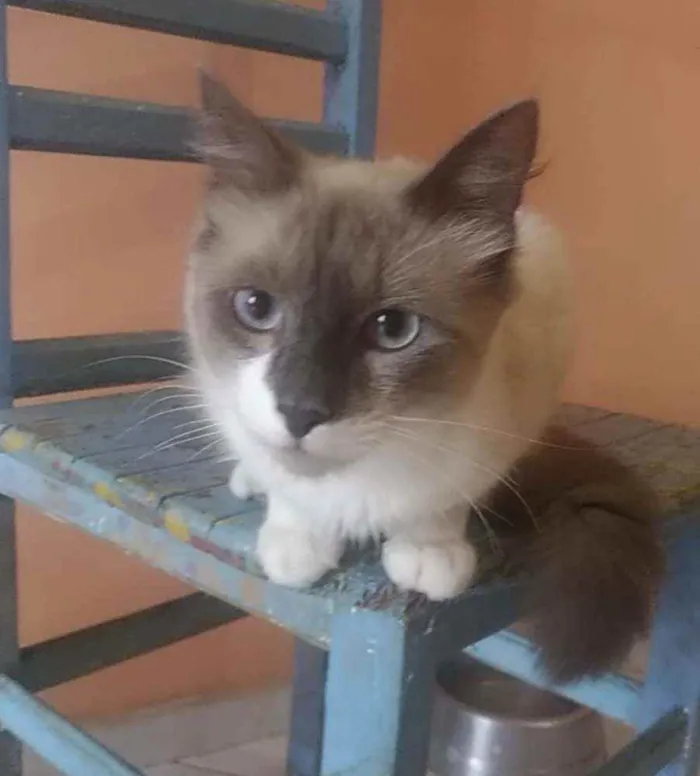 Gato ra a Srd idade 7 a 11 meses nome Jamal