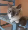 Jamal