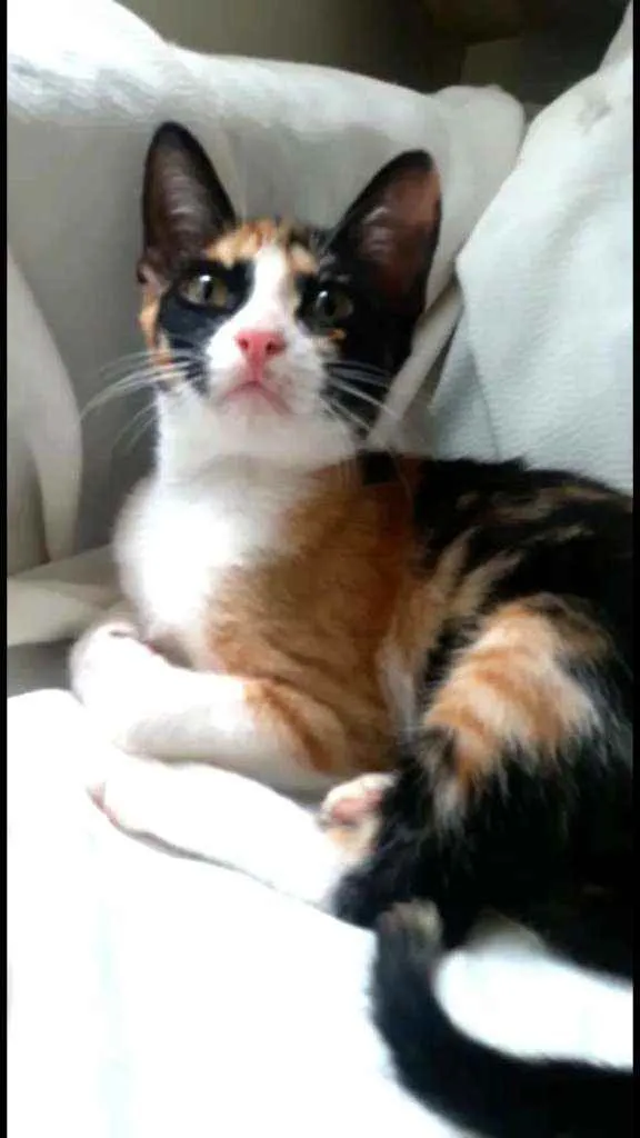 Gato ra a Srd idade 2 a 6 meses nome Isis