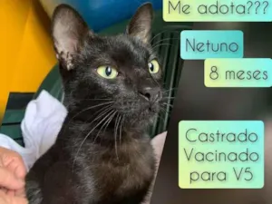 Gato raça SRD idade 7 a 11 meses nome Netuno