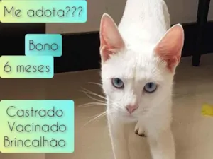 Gato raça SRD idade 2 a 6 meses nome Bono