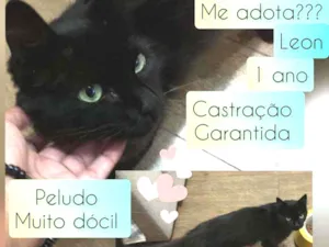 Gato raça SRD idade 1 ano nome Leon