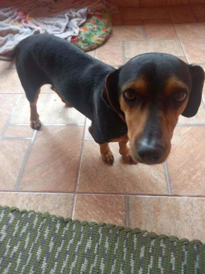 Cachorro ra a Srd idade 3 anos nome Não sei