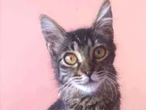 Gato raça Srd idade 2 a 6 meses nome Ayla