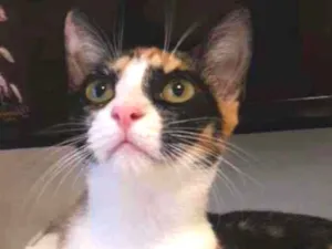 Gato raça Srd idade 2 a 6 meses nome Isis