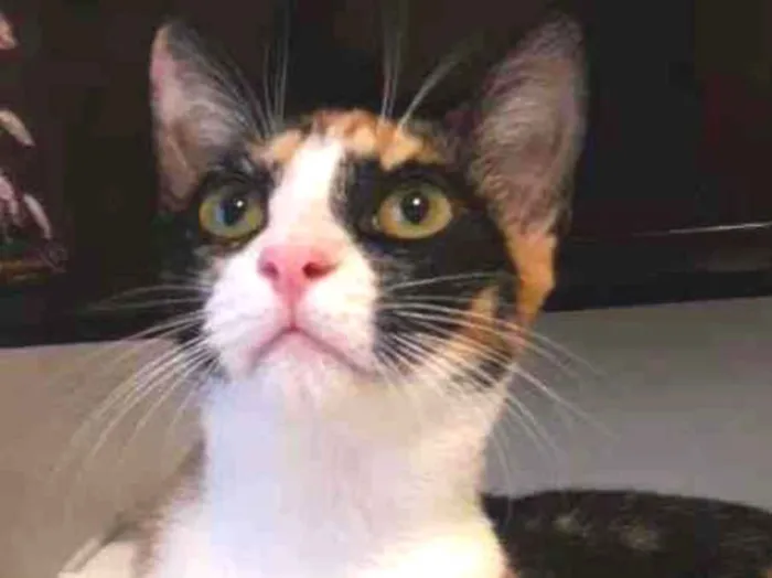 Gato ra a Srd idade 2 a 6 meses nome Isis