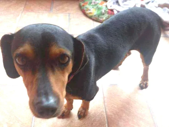 Cachorro ra a Srd idade 3 anos nome Não sei