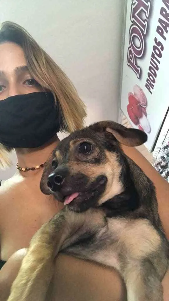 Cachorro raça Vira lata idade Abaixo de 2 meses nome Mia