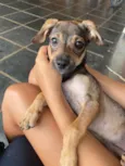 Cachorro raça Vira lata idade Abaixo de 2 meses nome Mia