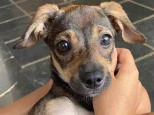 Cachorro raça Vira lata idade Abaixo de 2 meses nome Mia