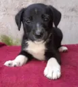 Cachorro raça  idade 2 a 6 meses nome Rayka Bebezinha