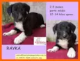 Cachorro raça  idade 2 a 6 meses nome Rayka Bebezinha