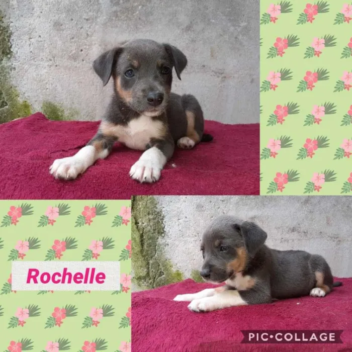 Cachorro raça  idade 2 a 6 meses nome Rochelle Bebezinha