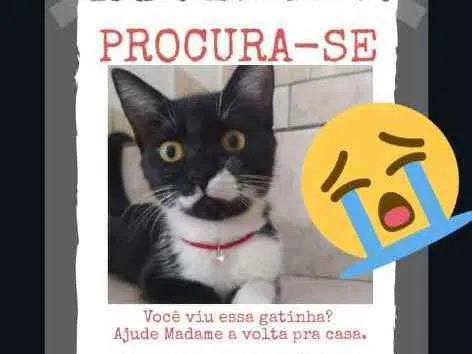 Gato ra a Vira lata idade 7 a 11 meses nome Madame