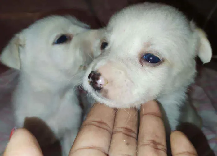 Cachorro ra a Vira lata com pinscher idade Abaixo de 2 meses nome Sem nome