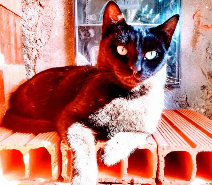 Gato ra a Não sei idade 2 anos nome Princesa