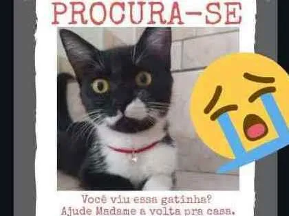 Gato ra a Vira lata idade 7 a 11 meses nome Madame