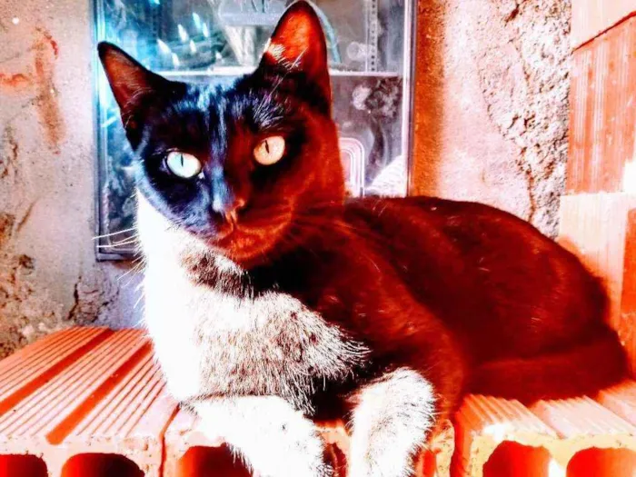 Gato ra a Não sei idade 2 anos nome Princesa