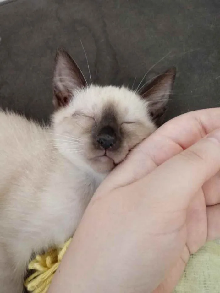 Gato raça Gato siamês  idade 2 a 6 meses nome Sem nome 