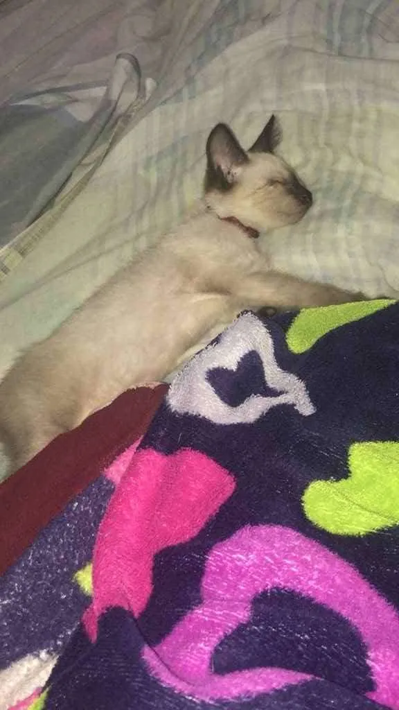 Gato raça Gato siamês  idade 2 a 6 meses nome Sem nome 