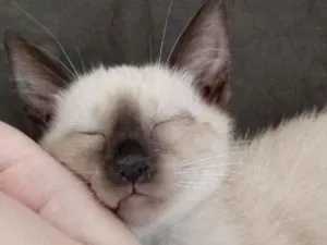 Gato raça Gato siamês  idade 2 a 6 meses nome Sem nome 