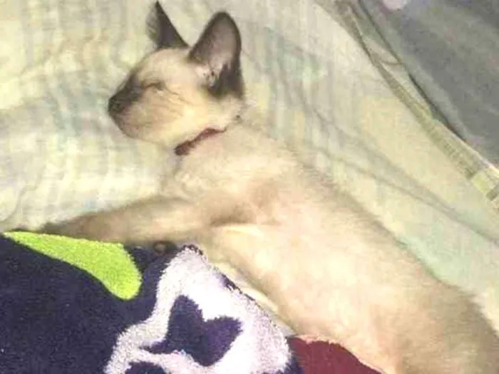 Gato raça Gato siamês  idade 2 a 6 meses nome Sem nome 