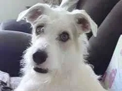 Cachorro raça  idade 2 anos nome Bandite