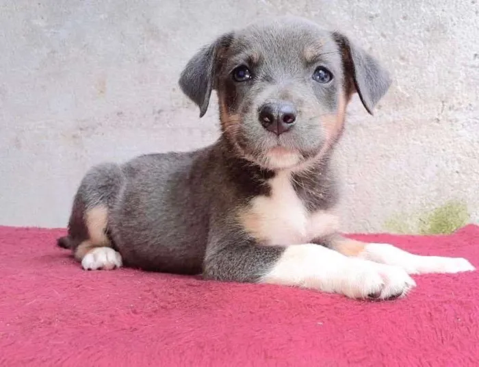 Cachorro raça  idade 2 a 6 meses nome Rochelle Bebezinha