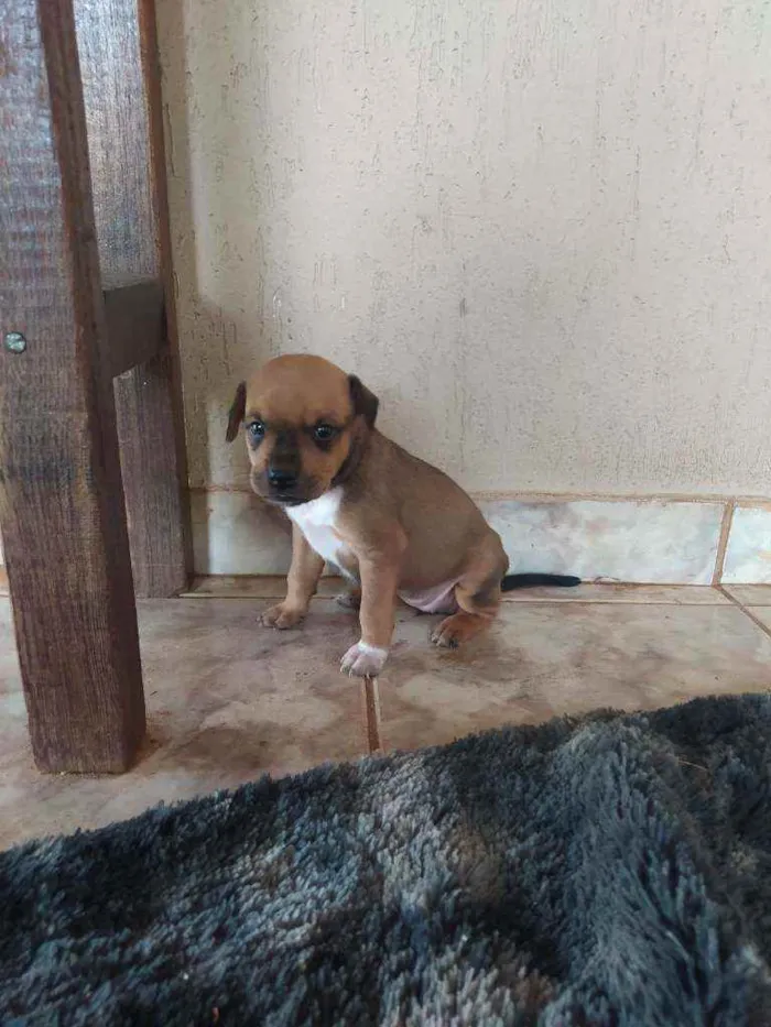 Cachorro raça Viralata idade Abaixo de 2 meses nome Sem nome