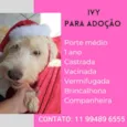 Cachorro raça Mix poodle idade 1 ano nome Ivy