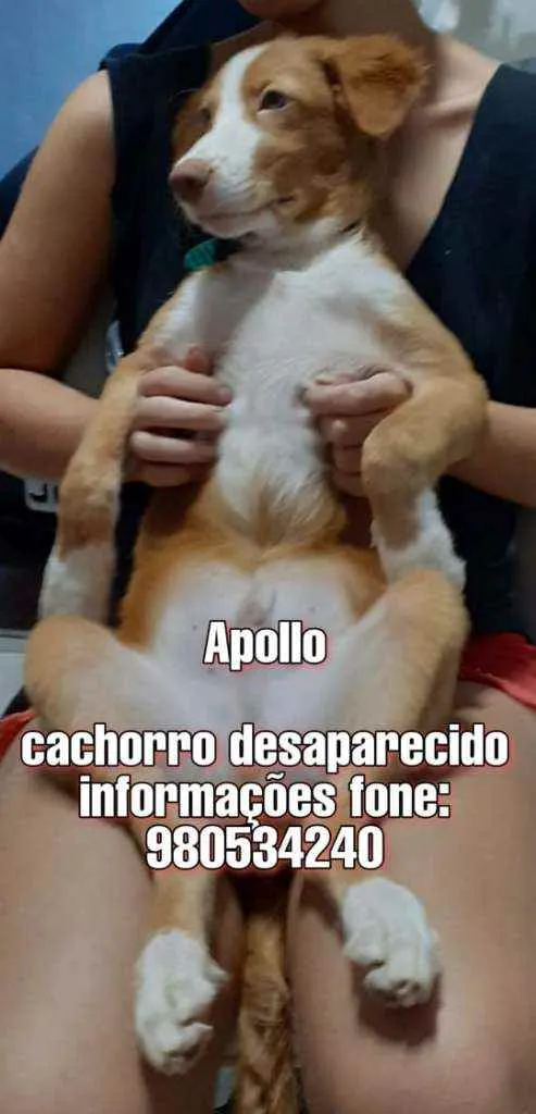 Cachorro ra a Vira lata idade 1 ano nome Apolo
