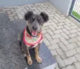 Mika