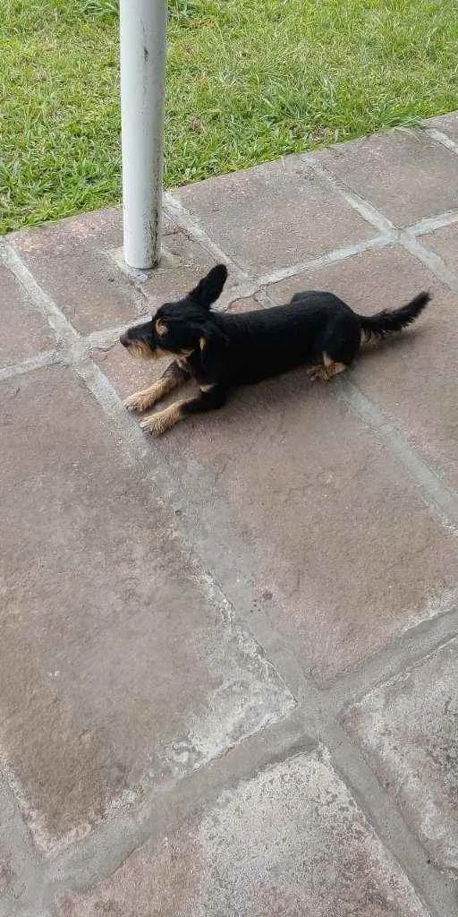 Cachorro ra a SRD idade 1 ano nome JUBINHA