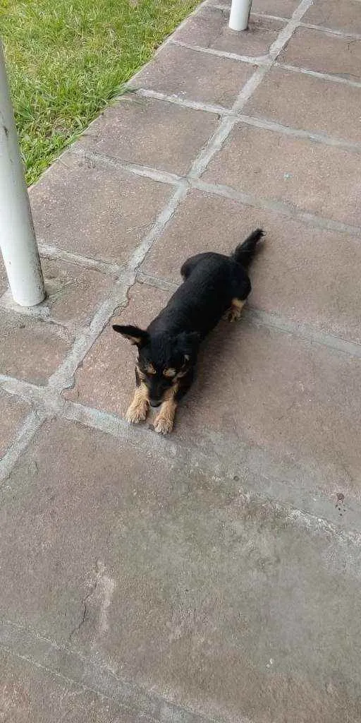 Cachorro ra a SRD idade 1 ano nome JUBINHA