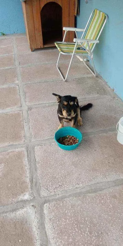 Cachorro ra a SRD idade 1 ano nome JUBINHA