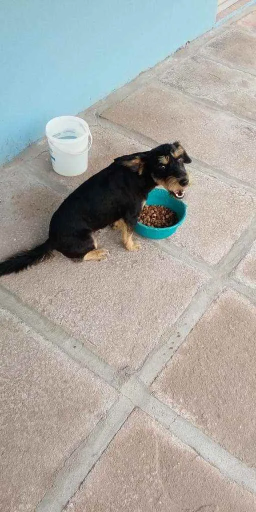 Cachorro ra a SRD idade 1 ano nome JUBINHA