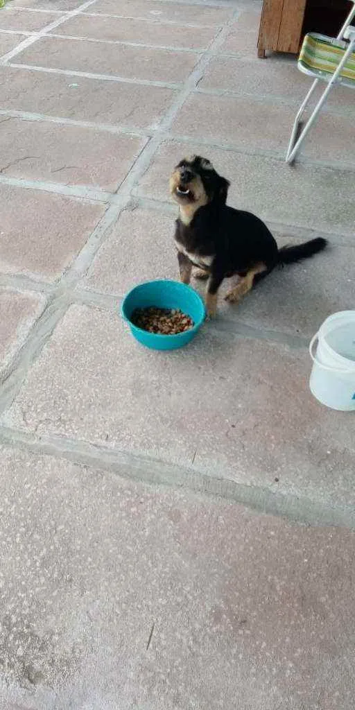 Cachorro ra a SRD idade 1 ano nome JUBINHA
