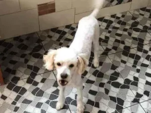 Cachorro raça Poodle  idade 1 ano nome Ariel 