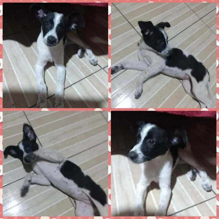 Cachorro raça Sem raça definida idade 2 a 6 meses nome Liz