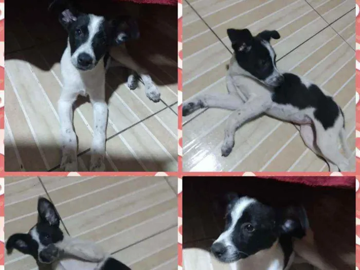 Cachorro raça Sem raça definida idade 2 a 6 meses nome Liz