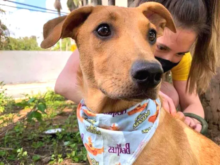 Cachorro raça SRD idade 7 a 11 meses nome Simba