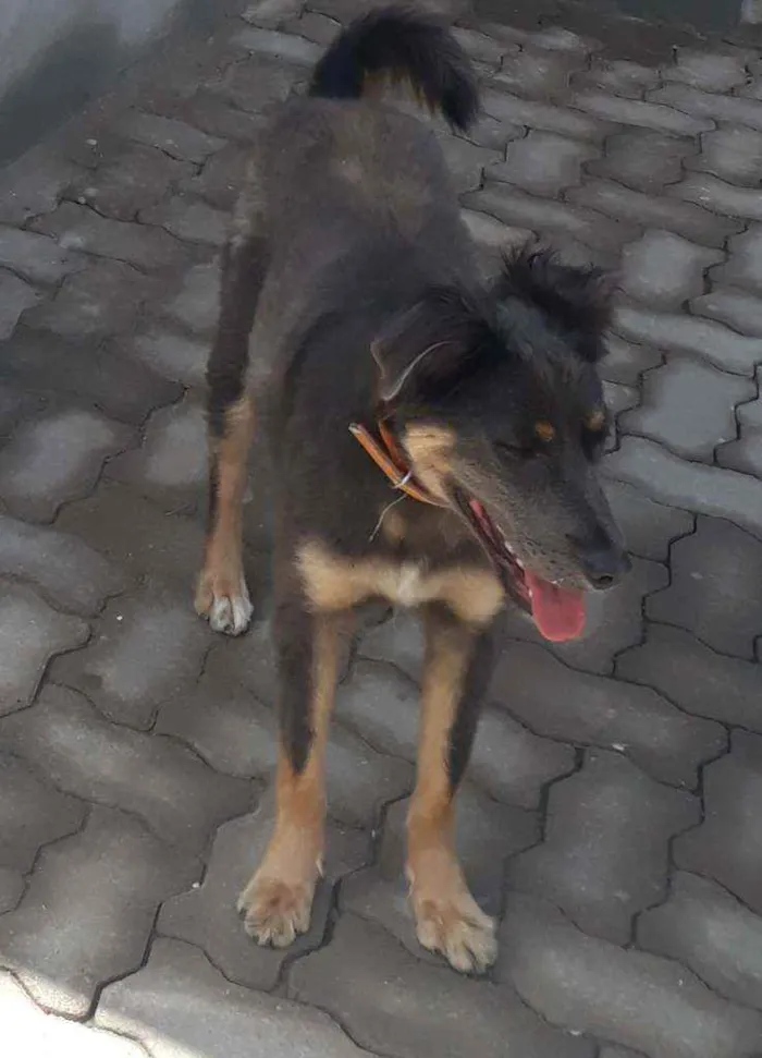 Cachorro ra a SRD idade 1 ano nome Mika