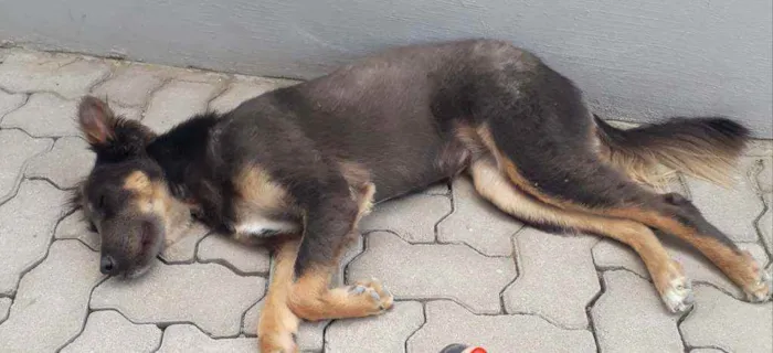 Cachorro ra a SRD idade 1 ano nome Mika