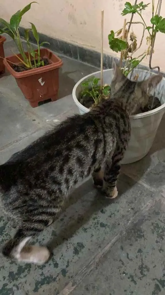 Gato raça Não definida idade 2 a 6 meses nome Chosen