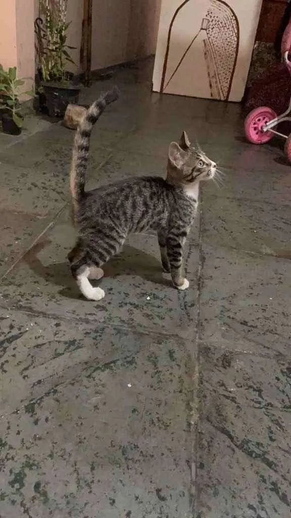 Gato raça Não definida idade 2 a 6 meses nome Chosen